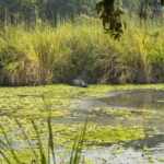 2024-10 - Népal - J11 - Parc National de Chitwan - 017